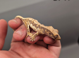 Tri Colour Lily White Crested Gecko CB25