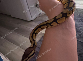 Banana python