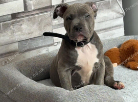 Staffy pup 12week old