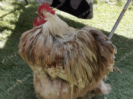 Pekin bantums