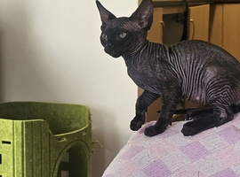 Beautiful Black Sphynx Kitten &ndash; ready