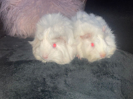 Long haired Guinea pigs
