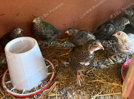 Coturnix and Caledon quails mixed