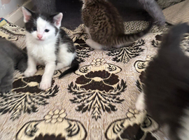 Kittens