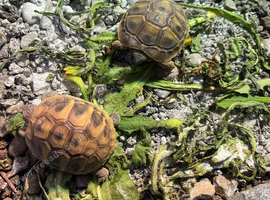 Hatchling Herman's tortoises