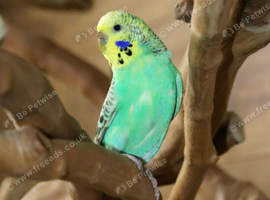 Budgies Pairs available,12