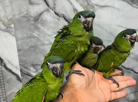 Ready Now Baby HandReared Super Tame Hahn Macaw Parrot