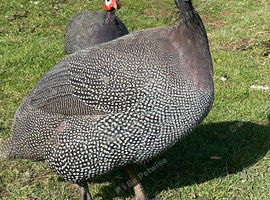 Guinea fowl eggs