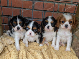 Tri and blenheim pups