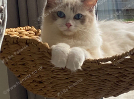 Active ragdoll female