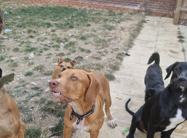 6 month old staff x
