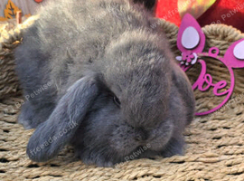 2 French Lop Doe's
