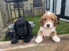 Beautiful cockapoo puppies for sale