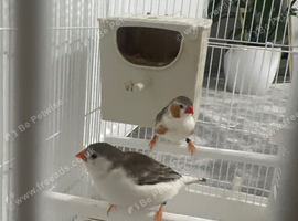 Finches
