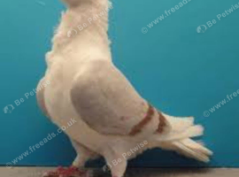 Turbit pigeons