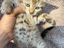 Bengal cross kittens
