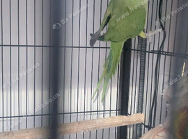 Ring neck parrot