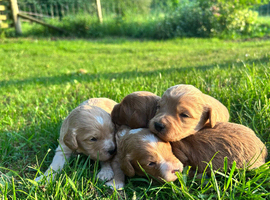 GORGEOUS F1 COCKERPOO PUPPIES