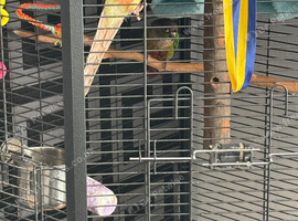 Pair of conures for sale