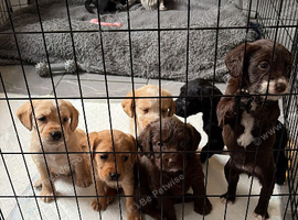 Labradoodles for sale