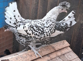 Appelsellers pullets 16to18