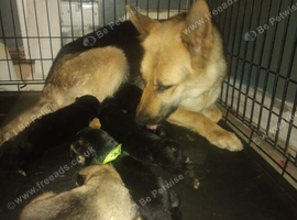 GSD Puppies