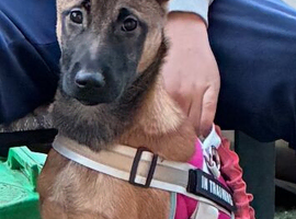 Four month old Dolly
