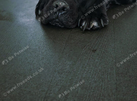 Cane Corso adult Male