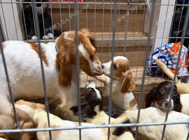 Gorgeous Spaniels