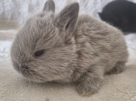 Mini lop X dutch x netherland dwarf