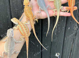 Baby Bearded Dragon Morphs available