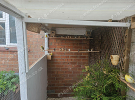 Zebra finches and bengalese for sale