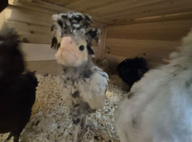 One polish chick available. 4 weeks old
