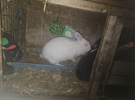 Rabits for sale