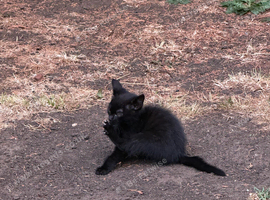 Kittens