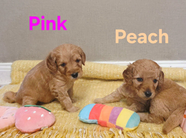 Mini F1B Goldendoodles