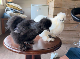 Five pairs of silkie chickens