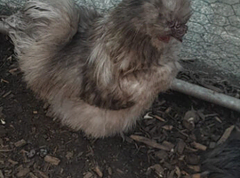 grey silkie cockrell