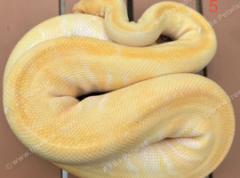 URGENT royal pythons for sale