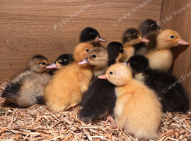 Ducklings Mixed Breed Hatched 29/08/2026