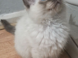 Ragdoll Kitten