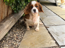 Cavalier King Charles girl for sale