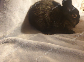 Netherland darf babies from my show lines