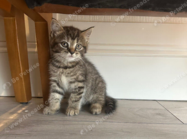 Mix between British shorthair and tabby cat