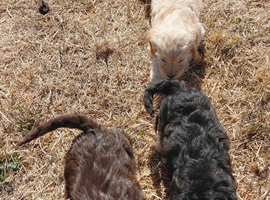 Beautiful Cockapoo Puppies &ndash; Boys & Girls Available