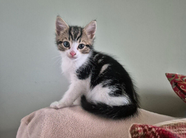 Kittens Ready now
