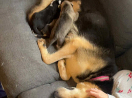 2 beautiful little girls