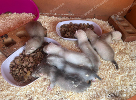 Semi angora ferrets 8 weeks old