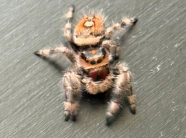 Jumping Spiders at Birmingham Reptiles