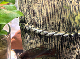 Female betta fish for adoption